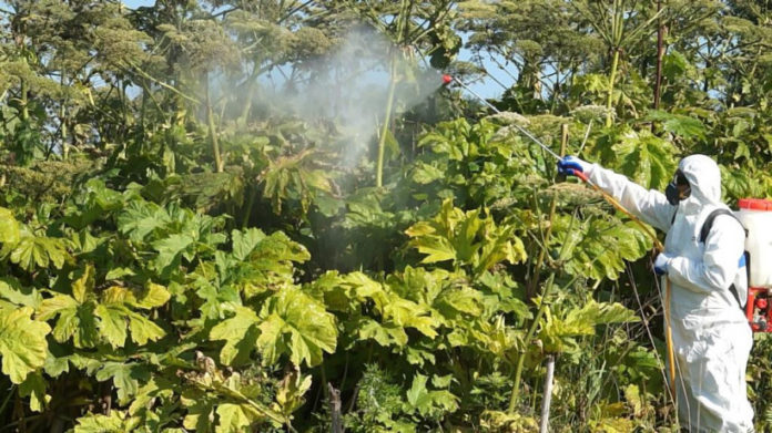 Информация для подольчан: кампания по борьбе с борщевиком стартовала в Подмосковье