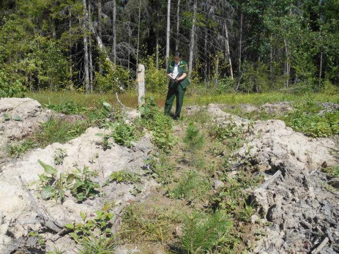 Подольское лесничество выполнило работы по дополнению лесных культур полностью