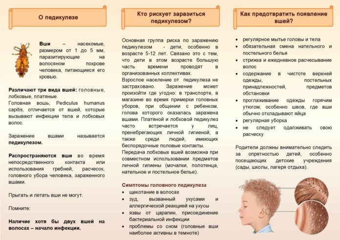 О профилактике педикулеза О профилактике педикулеза