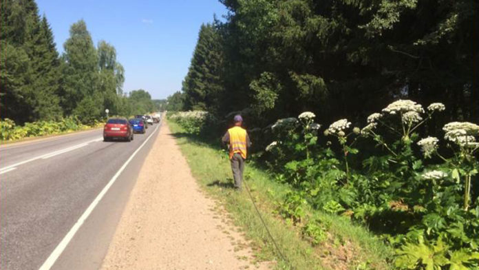 Как защититься от ожогов борщевика Как защититься от ожогов борщевика