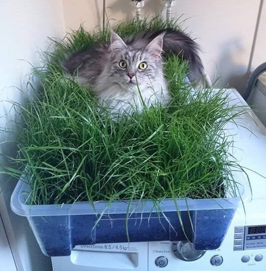 Информация для подольчан: как правильно утилизировать отходы питомцев