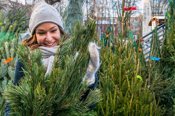 В Городском округе Подольск 20 декабря начнут работать елочные базары