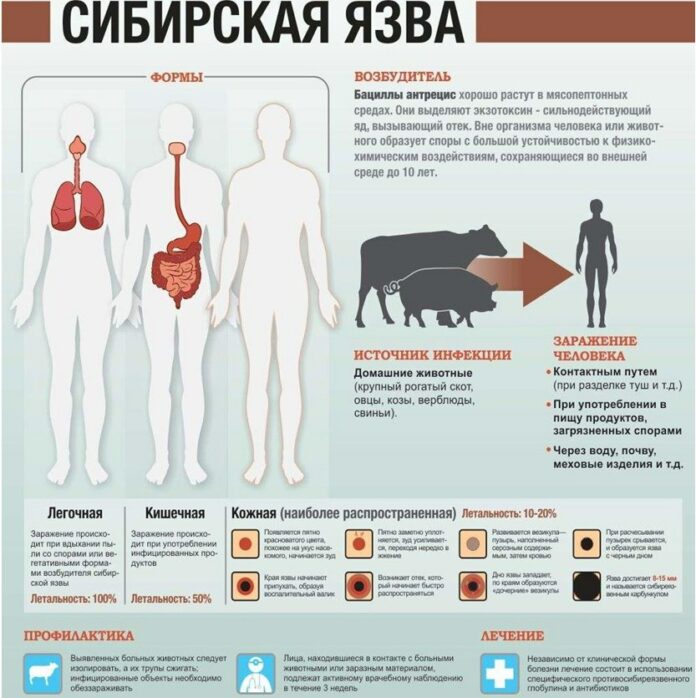 Проводится бесплатная вакцинация восприимчивых животных против сибирской язвы Проводится бесплатная вакцинация восприимчивых животных против сибирской язвы