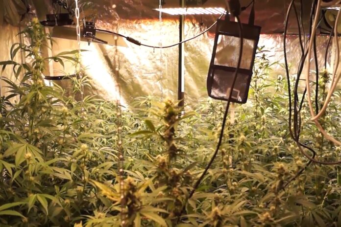 Подмосковными полицейскими задержан мужчина, подозреваемый в вандализме и незаконном обороте наркотиков    Подмосковными полицейскими задержан мужчина, подозреваемый в вандализме и незаконном обороте наркотиков