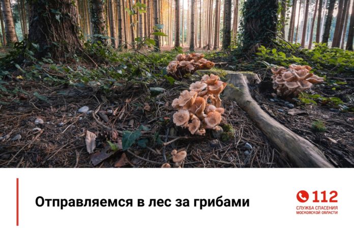 Правила перед походом в лес за грибами Правила перед походом в лес за грибами