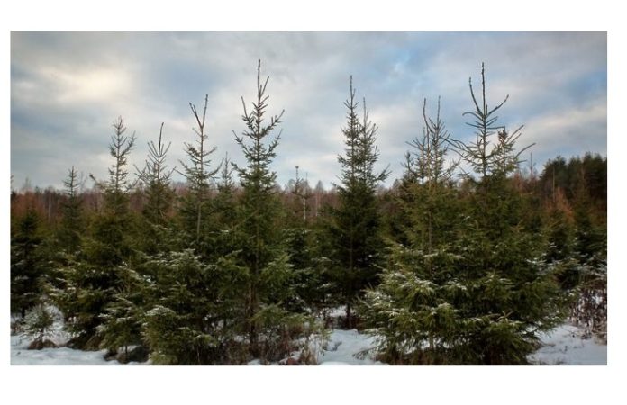 Жителям Подольска рекомендуют покупать новогодние ели только на Ёлочных базарах Жителям Подольска рекомендуют покупать новогодние ели только на Ёлочных базарах