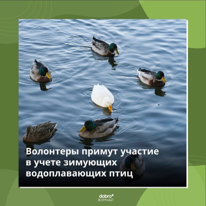 «Серая шейка-2022»: подольских волонтеров приглашают посчитать водоплавающих птиц «Серая шейка-2022»: подольских волонтеров приглашают посчитать водоплавающих птиц
