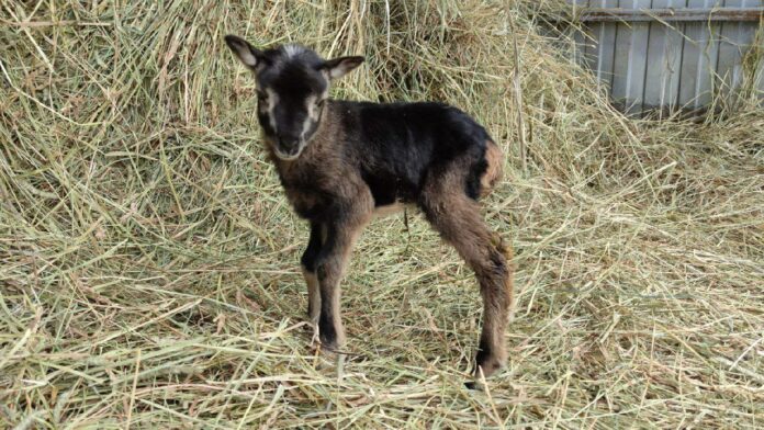 Впервые в России получен клонированный ягненок Впервые в России получен клонированный ягненок
