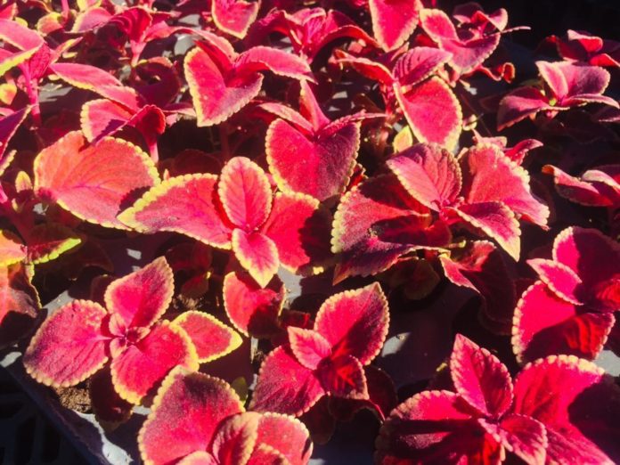 Более 300 тысяч цветов высадят на клумбах Большого Подольска