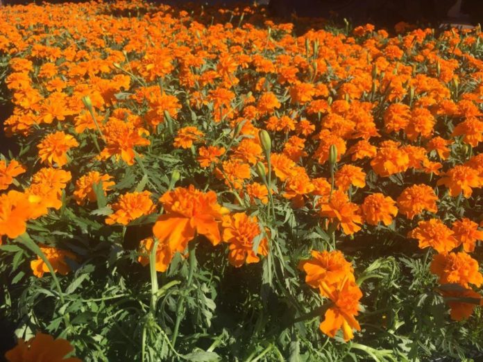 Многоцветье Большого Подольска