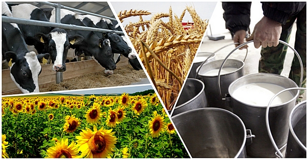 Представители ВИЖ им. академика Л.К. Эрнста приняли участие в «круглом столе» Представители ВИЖ им. академика Л.К. Эрнста приняли участие в «круглом столе»