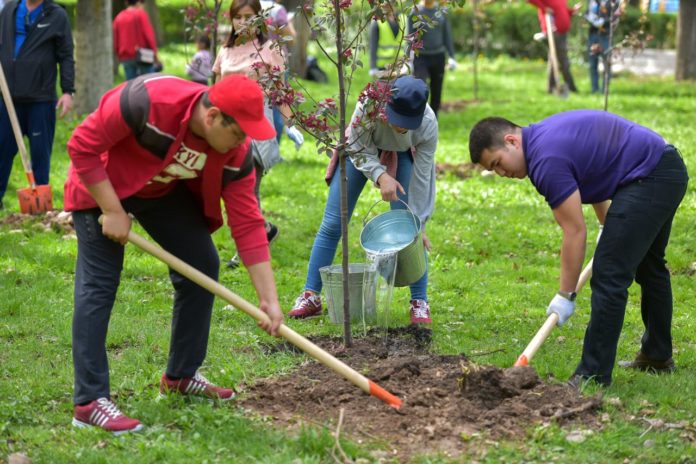 В микрорайоне Кузнечики обновляют Аллеи деревьев В микрорайоне Кузнечики обновляют Аллеи деревьев