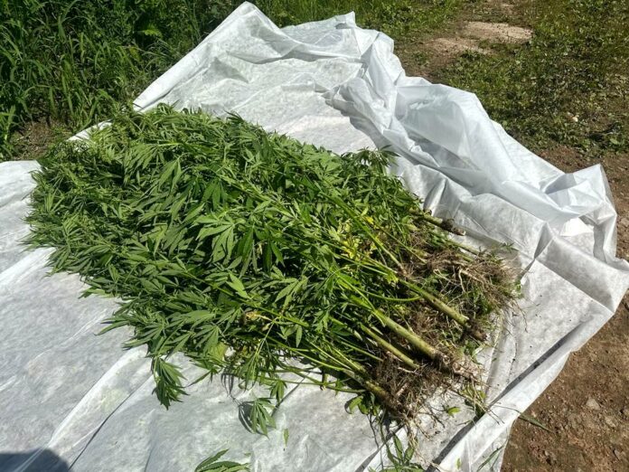 В г.о. Подольск сотрудники полиции уничтожили 57 кустов дикорастущей конопли В г.о. Подольск сотрудники полиции уничтожили 57 кустов дикорастущей конопли