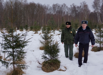 К сведению подольчан: в Подмосковье стартует операция “Елочка”