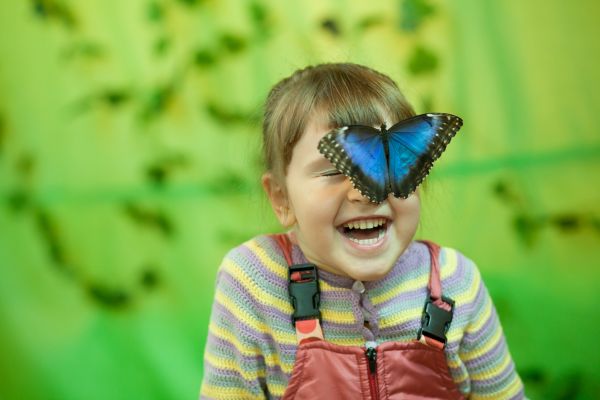 Выставка «Сад живых тропических бабочек» откроется выставочном зале округа