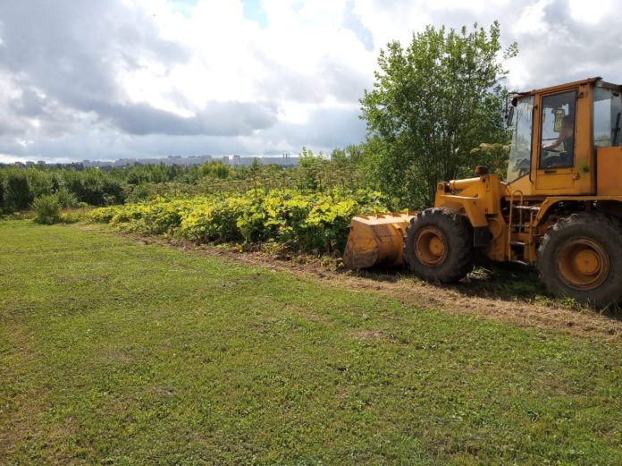 В Подольске ведется активная работа по борьбе с борщевиком В Подольске ведется активная работа по борьбе с борщевиком
