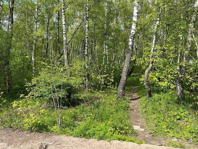 Березовую рощу в Подольске преобразят в место отдыха