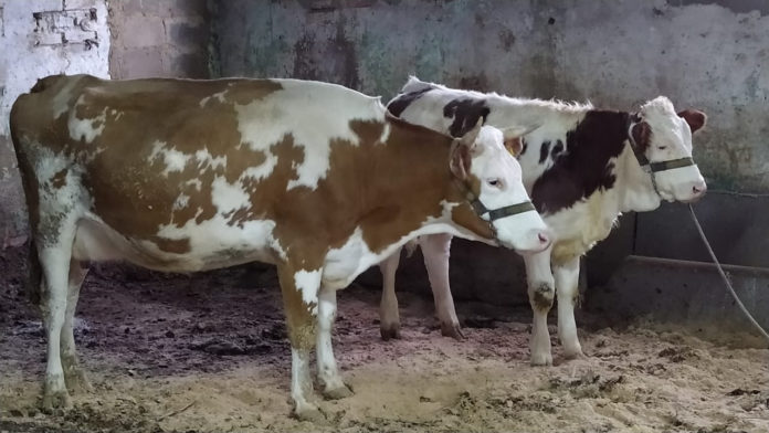 В ВИЖ им. Л.К. Эрнста продолжается научная деятельность в сфере клонирования В ВИЖ им. Л.К. Эрнста продолжается научная деятельность в сфере клонирования
