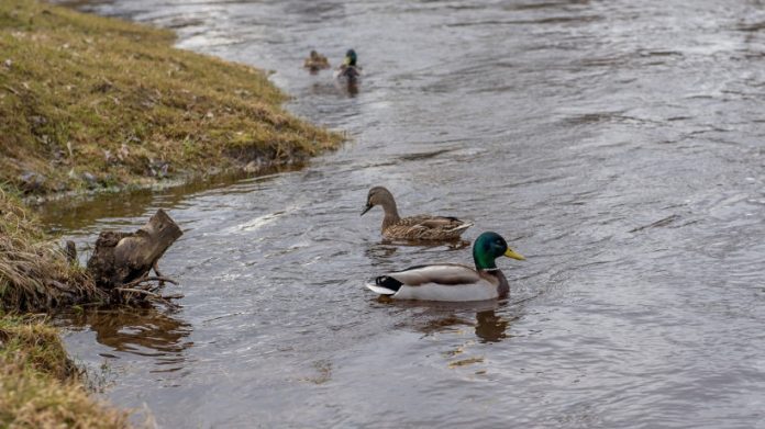 Весеннюю охоту на пернатую дичь запретили в Подмосковье Весеннюю охоту на пернатую дичь запретили в Подмосковье