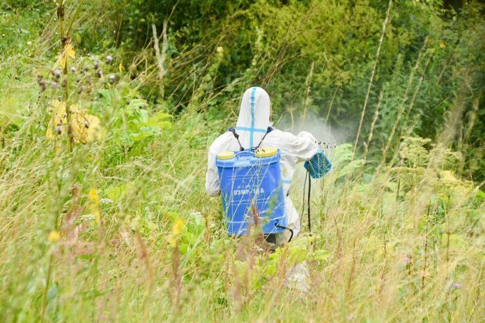 Нешуточную угрозу здоровью людей и домашнего скота представляет борщевик Сосновского Нешуточную угрозу здоровью людей и домашнего скота представляет борщевик Сосновского