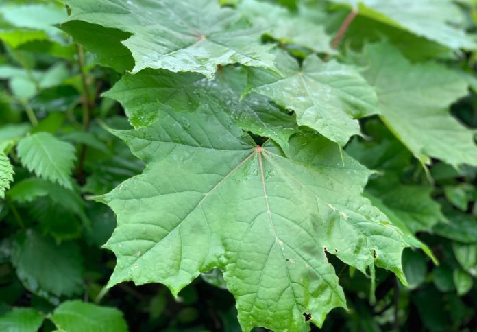 В Подольске благоустроят «Комсомольский парк» территорию Ивановского лесопарка