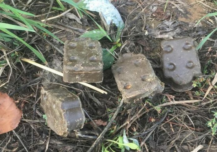 Диких плотоядных животных вакцинируют от бешенства в Подольске Диких плотоядных животных вакцинируют от бешенства в Подольске