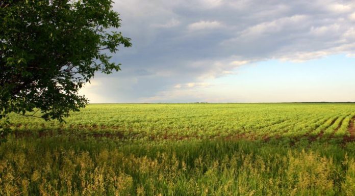К сведению подольчан: арендаторы могут продлить аренду государственной и муниципальной земли в Подмосковье