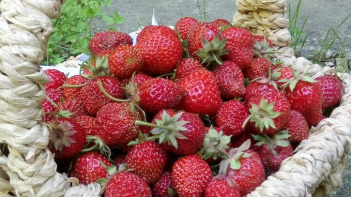 К сведению подольчан: сбор клубники начался в Московской области