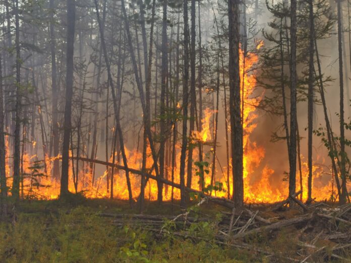 С 1 по 3 августа местами по Московской области ожидается высокая пожароопасность IV класса С 1 по 3 августа местами по Московской области ожидается высокая пожароопасность IV класса