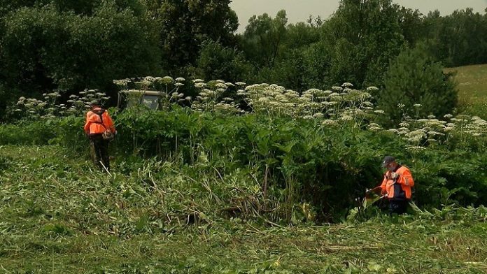 Борщевику – бой