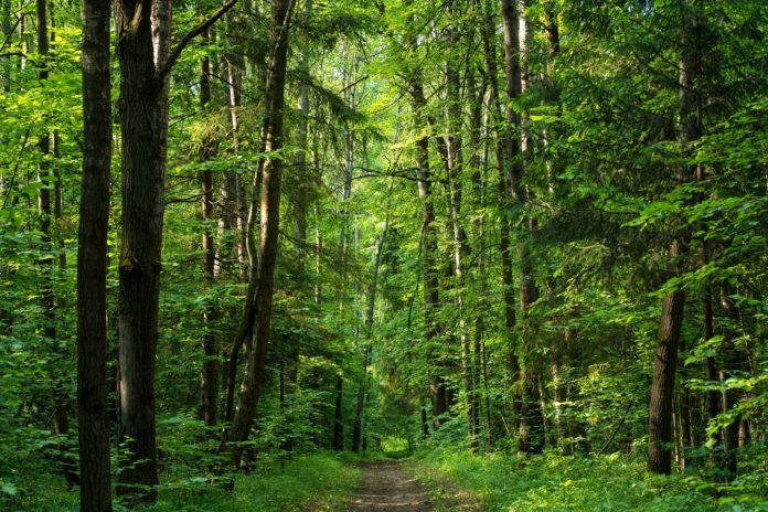 Как узнать, граничит ли ваш участок с землями лесного фонда, в формате онлайн Как узнать, граничит ли ваш участок с землями лесного фонда, в формате онлайн