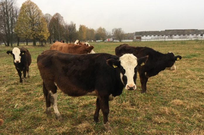 Коллектив исследователей из Франции, Швейцарии и России изучил состав и происхождение внеклеточных везикул фолликулярной... Коллектив исследователей из Франции, Швейцарии и России изучил состав и происхождение внеклеточных везикул фолликулярной...