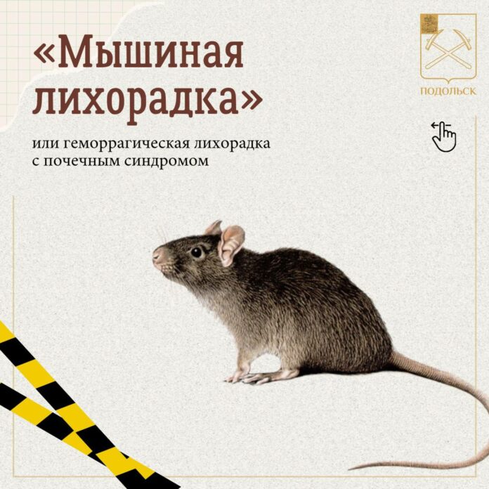 Уважаемые жители Г. о. Подольск, будьте осторожны, избегайте контакта с дикими грызунами! Уважаемые жители Г. о. Подольск, будьте осторожны, избегайте контакта с дикими грызунами!