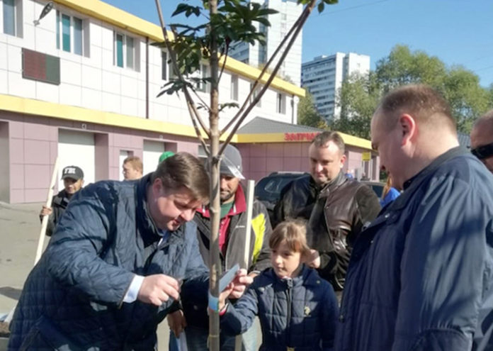 Наш Лес: на бульваре Юности в Подольске высадили каштаны и жасмин Наш Лес: на бульваре Юности в Подольске высадили каштаны и жасмин