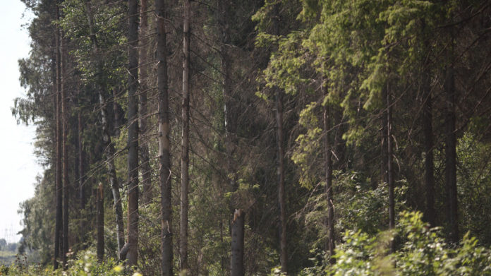 Система-112 Московской области напомнила жителям Большого Подольска о правилах нахождения в лесополосе