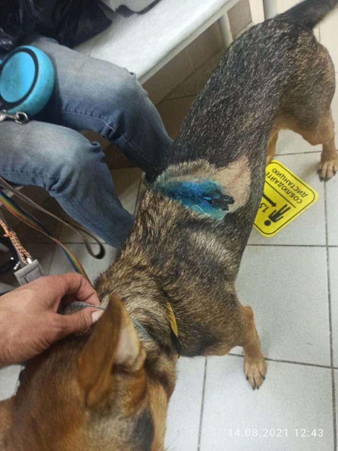 В Климовске нашли мужчину, который стрелял из травматического оружия по собакам В Климовске нашли мужчину, который стрелял из травматического оружия по собакам