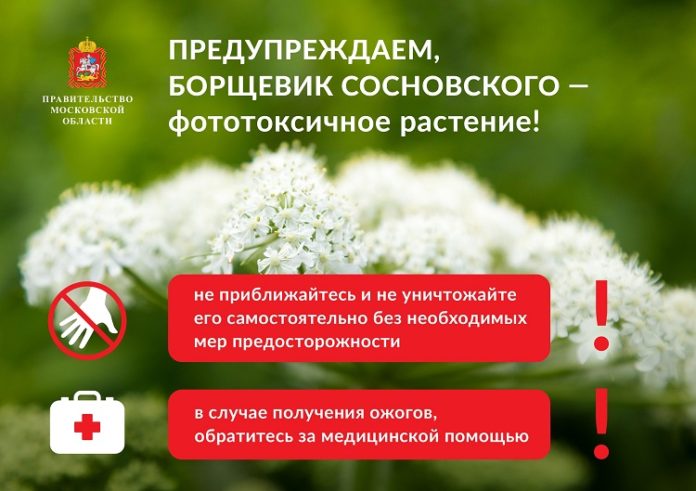 Осторожно — борщевик!