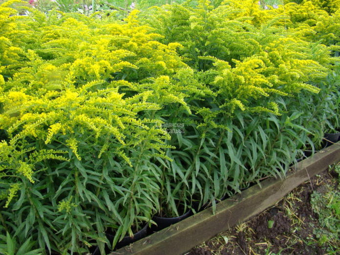 Вниманию подольчан: список растений, которые нельзя использовать в благоустройстве и садоводстве Вниманию подольчан: список растений, которые нельзя использовать в благоустройстве и садоводстве