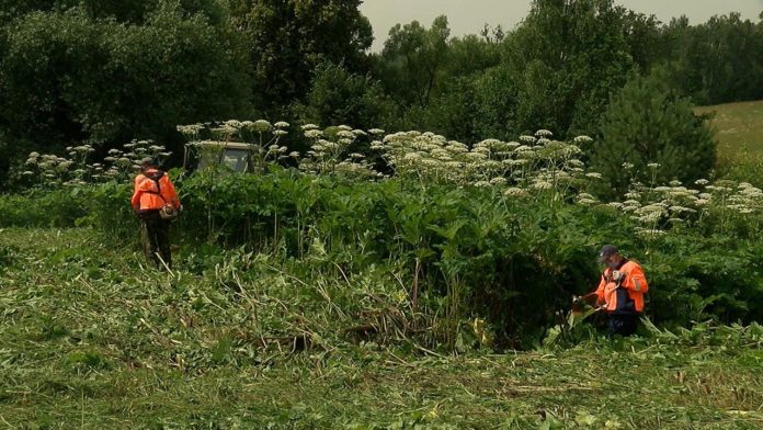В Большом Подольске завершается второй этап борьбы с борщевиком