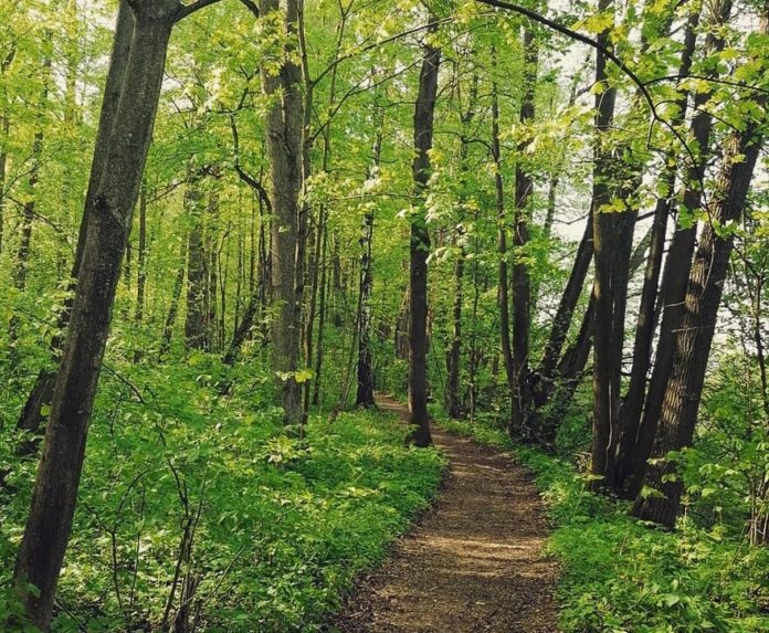Голосования по выбору территорий для создания лесопарков продлится до 22 июля Голосования по выбору территорий для создания лесопарков продлится до 22 июля