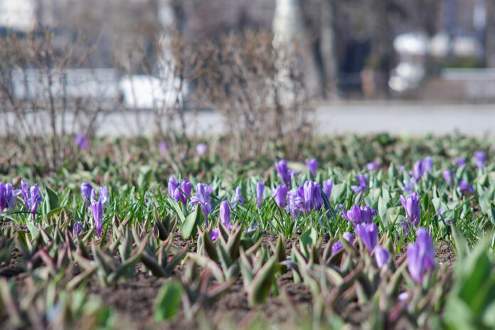 В Большом Подольске высадят более 350 тысяч цветов в весенне-летний период В Большом Подольске высадят более 350 тысяч цветов в весенне-летний период