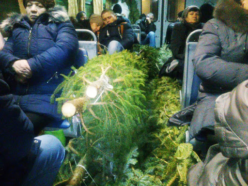 Жителям Подольска разъяснили правила провоза новогодних елок в автобусах «Мострансавто» Жителям Подольска разъяснили правила провоза новогодних елок в автобусах «Мострансавто»