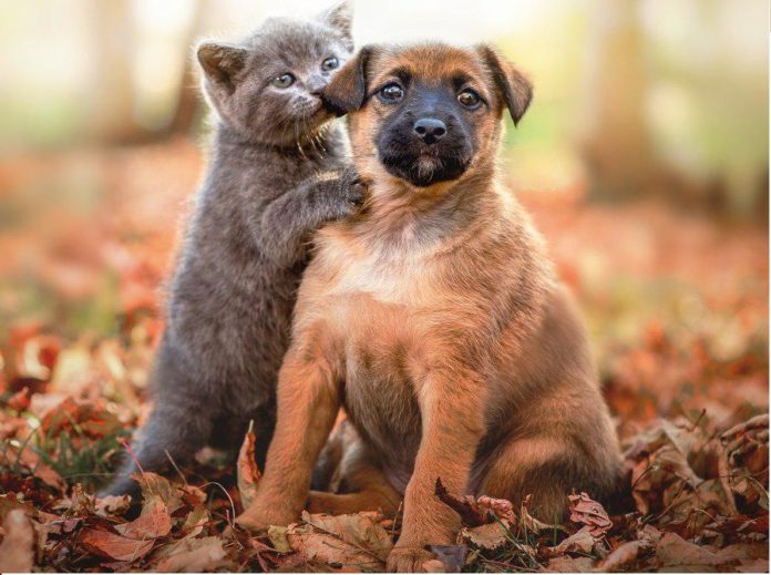 Животные из приюта ищут новых хозяев Животные из приюта ищут новых хозяев