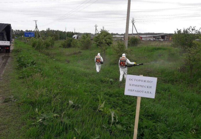В области обрабатывают территории от борщевика