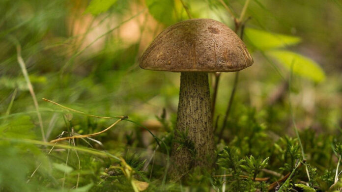 К сведению подольчан: сезон грибов начался в Подмосковье К сведению подольчан: сезон грибов начался в Подмосковье