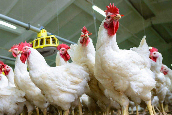 Представители ФНЦ ВИЖ им. Л.К. Эрнста приняли участие в конференции “Агро.pro КРС. Свиноводство. Птицеводство” Представители ФНЦ ВИЖ им. Л.К. Эрнста приняли участие в конференции “Агро.pro КРС. Свиноводство. Птицеводство”