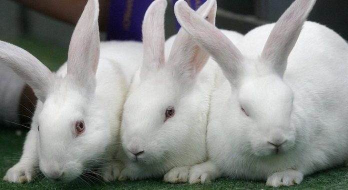 Строительство крупнейшего кролиководческого комплекса начнётся в Подольске в 2022 году Строительство крупнейшего кролиководческого комплекса начнётся в Подольске в 2022 году