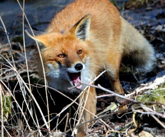 В Подольске действует карантин по бешенству В Подольске действует карантин по бешенству