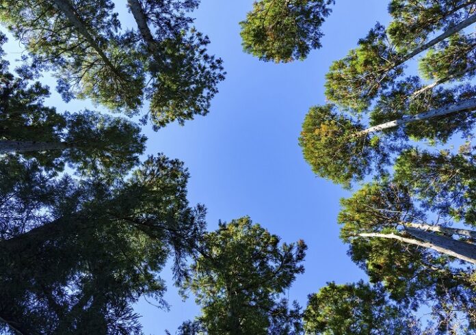 В Подольске провели работы по очистке и обустройству лесных дорог В Подольске провели работы по очистке и обустройству лесных дорог