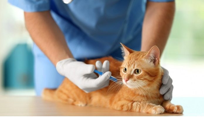 В микрорайоне Львовский можно будет привить домашних животных от бешенства В микрорайоне Львовский можно будет привить домашних животных от бешенства